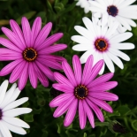 flowers laguna beach