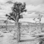 joshua tree