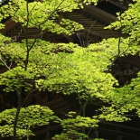 koyasan green