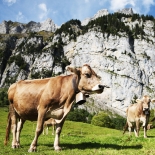 swiss cattle