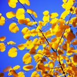 yellow blue